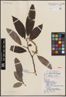 Foto von Salix ernestii C. K. Schneid.